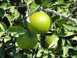 Modi, Crete, Kreta