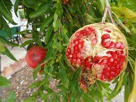 Varipetro, Crete, Kreta