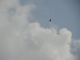 Kiriana Crete, Kreta