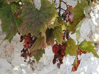 Agia Triada, Crete, Kreta