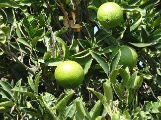 Agia Triada, Crete, Kreta