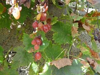 Agia Triada, Crete, Kreta