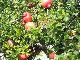 Papagiannades, Crete, Kreta