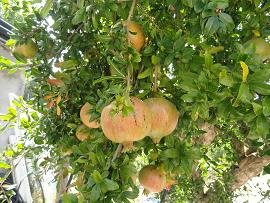 Papagiannades, Crete, Kreta