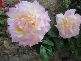 Agios Spyridon, Crete, Kreta