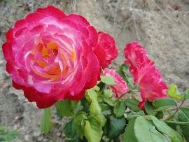 Agios Spyridon, Crete, Kreta