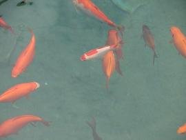 Vassiliki, Vasiliki, Crete, Kreta