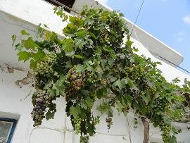 Vassiliki, Vasiliki, Crete, Kreta