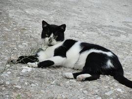 Vassiliki, Vasiliki, Crete, Kreta