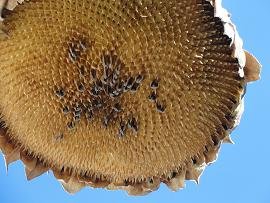 Elounda Solfez Villas, Crete, Kreta