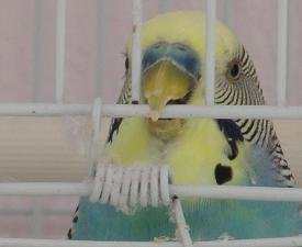 Pachia Ammos Beach, Crete, Kreta