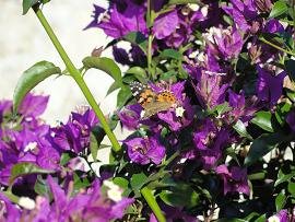 Luxury Villa Provarma Hills, Crete, Kreta