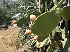Kampos, Kissamos, Kreta, Crete