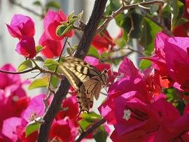 Ariana's Place, Kastelli Kissamos, Kreta, Crete