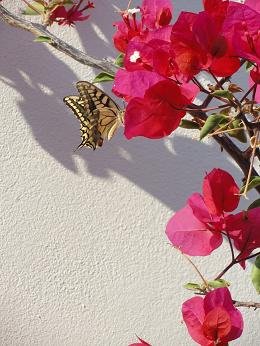 Ariana's Place, Kastelli Kissamos, Kreta, Crete