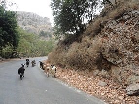 Theriso Crete, Kreta.