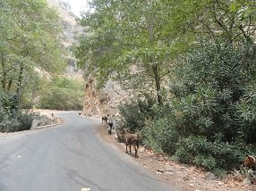 Theriso Crete, Kreta.