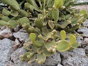 Malaxa, Crete, Kreta