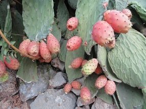 Malaxa, Crete, Kreta