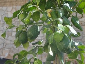 Villa Athina, Villa in Crete, Kokkino Chorio, Kreta