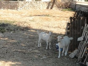 Plaka, Almyrida, Almirida Beach, Kreta, Crete