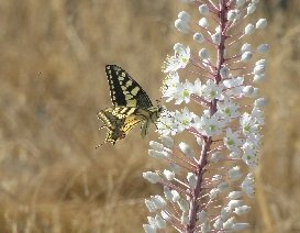 Plaka, Almyrida, Almirida Beach, Kreta, Crete