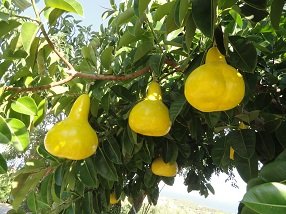 Plaka, Almyrida, Almirida Beach, Kreta, Crete