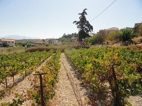 Tsivaras, Kreta, Crete