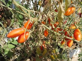 Tsivaras, Kreta, Crete