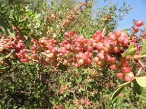 Tsivaras, Kreta, Crete