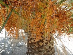 Moni Karydi, Crete, Kreta