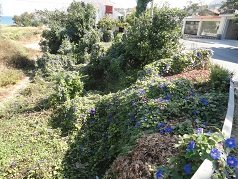 Lagos Taverna, Almyrida, Crete, Kreta