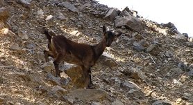 Agia Roumeli, Crete, Kreta