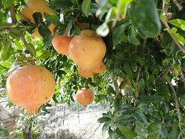 Douliana, Crete, Kreta