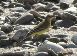 Langada, Lagada beach, Makrigialos, Crete, Kreta