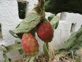 Stavrochori, Stavrohori, Crete, Kreta