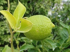 Stavrochori, Stavrohori, Crete, Kreta
