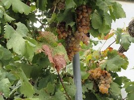 Stavrochori, Stavrohori, Crete, Kreta