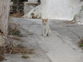 Stavrochori, Stavrohori, Crete, Kreta