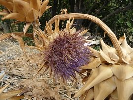 Lapithos, Crete, Kreta