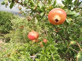 Lapithos, Crete, Kreta