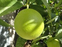 Lapithos, Crete, Kreta