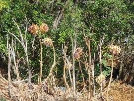 Lapithos, Crete, Kreta