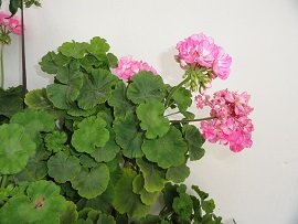 Lapithos, Crete, Kreta