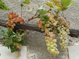 Hrisopigi, Crete, Kreta