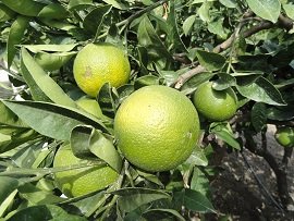 Kato Episkopi, Crete, Kreta