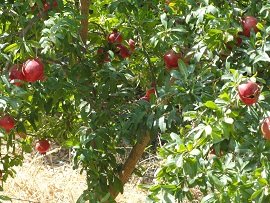 Kato Episkopi, Crete, Kreta