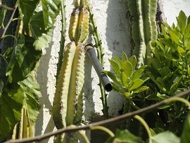 Kato Episkopi, Crete, Kreta