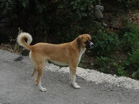 Kato Episkopi, Crete, Kreta