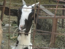 Kastellos, Crete, Kreta